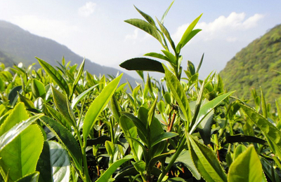 雪香茶葉代理與銷(xiāo)售 開(kāi)啟茶香事業(yè)新篇章
