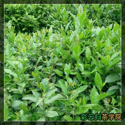 2016年中國(guó)茶葉價(jià)格表及代理銷(xiāo)售分析——以勐?？h勐宋石進(jìn)雄茶廠與昌寧易佑茶廠為例